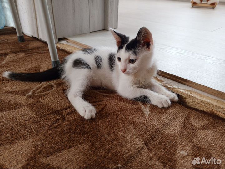 Котик ищет дом