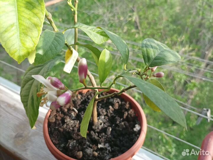 Цитрусовое дерево сад