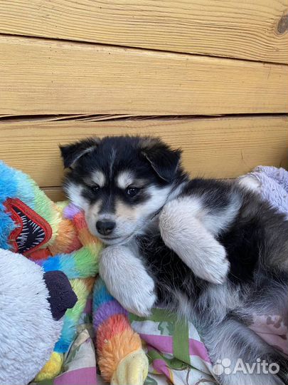 Красивая девочка ищет дом