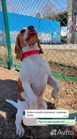 Ошейник для собак из биотана