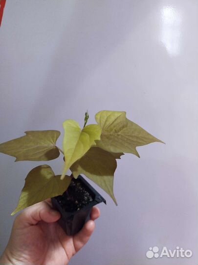 Ипомея батат и другие растения