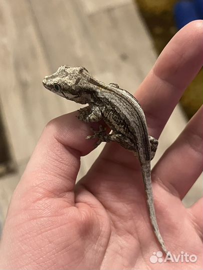 Ушастый бананоед бронь