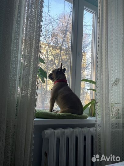 Французский бульдог