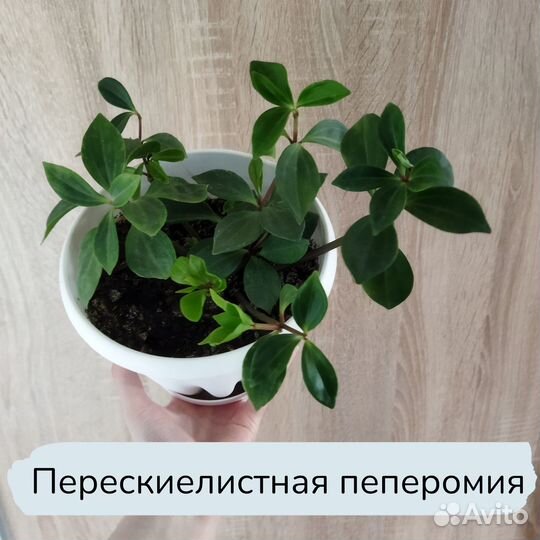 Пеперомия и фикусы