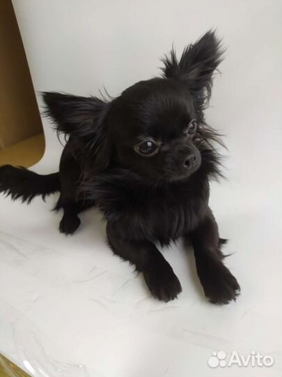 Милашки Чихуашки