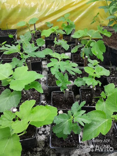 Саженцы Инжира