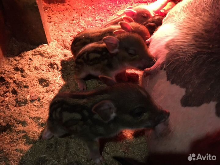Поросята кармалы
