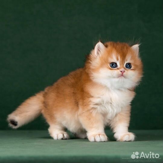 Котята золотые британские шиншиллы