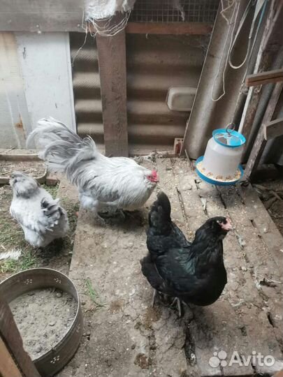 Инкубационное яйцо. Цыплята.Куры