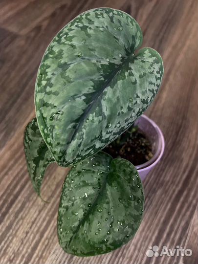 Сциндапсус сплэш Блю