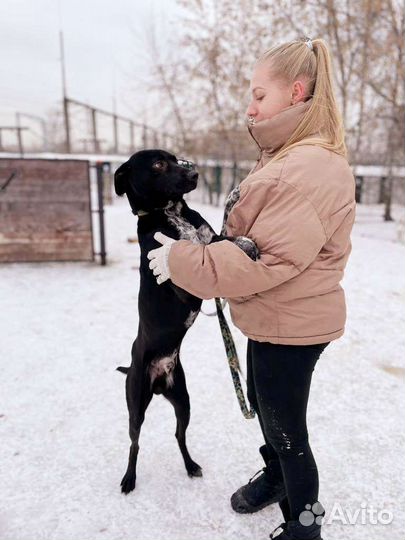 Собака в добрые руки из приюта бесплатно