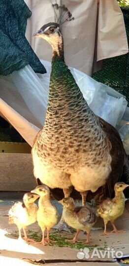 Павлины продажа