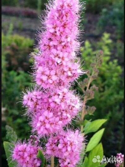 Пузыреплодник, стефанандра, спирея, барбарис