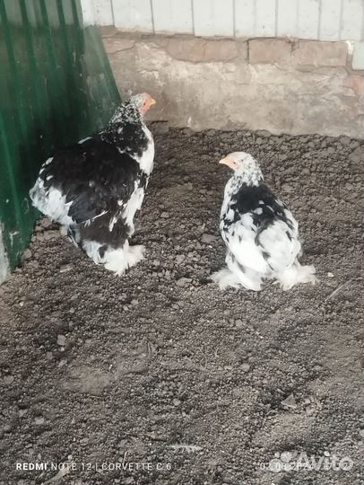 Продам цыплят породы форверк и ливин. ситцевые