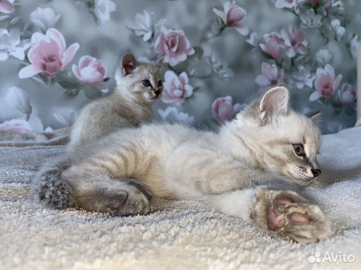 Отдам котиков в добрые руки(бесплатно)