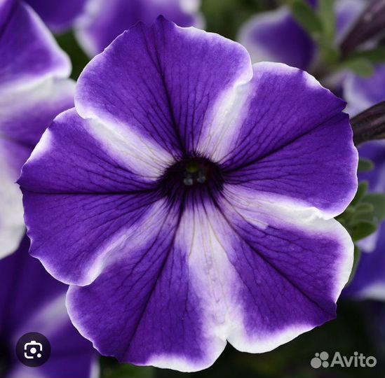 Петуния королевская