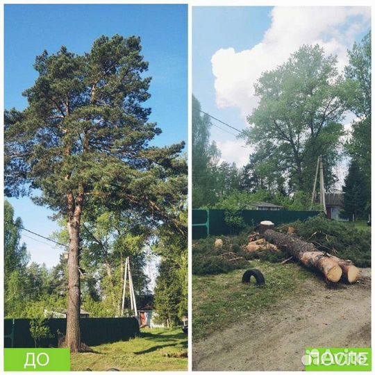 Спилить дерево, опиловка дерева, обрезать ветки