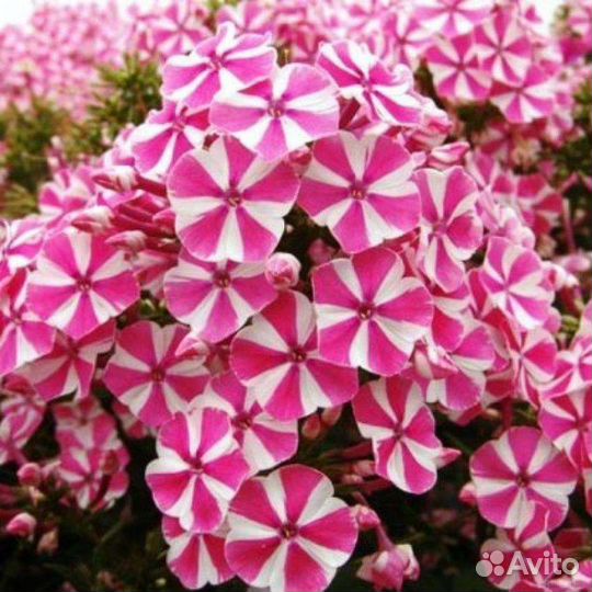 Флокс метельчатый Пеперминт Твист