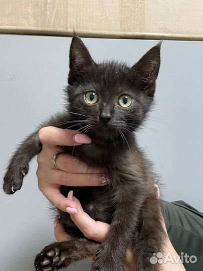 Мальчик 2 мес