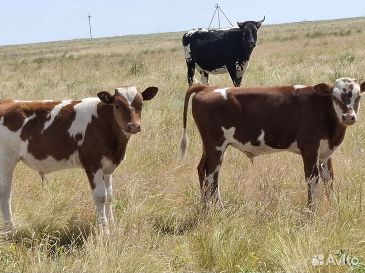 Бычки и телки