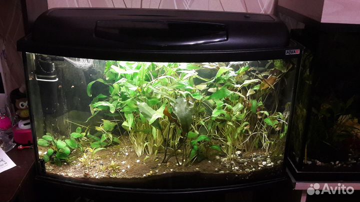 Криптокорина 2вида