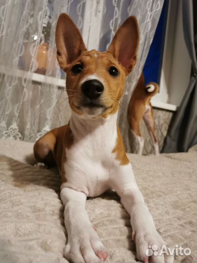 Щенки басенджи