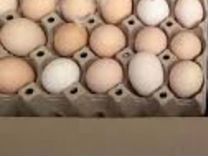 Инкубационное яйцо ross 308
