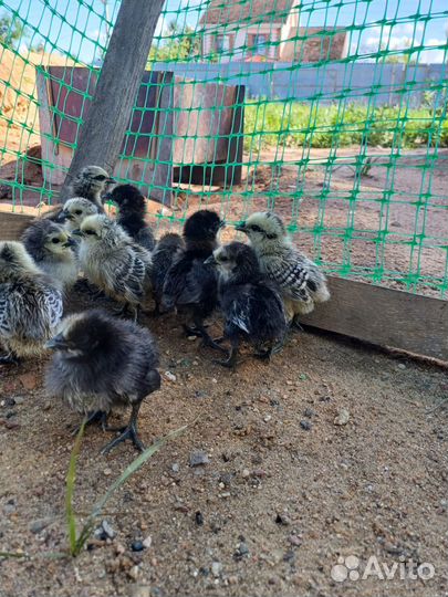 Цыплята 28.06.2024 дата вылупления