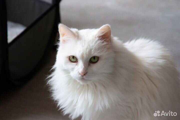 Кошка Масяня, 12 лет