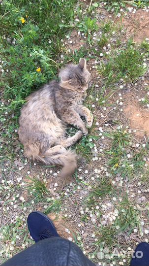 Кошки бесплатно