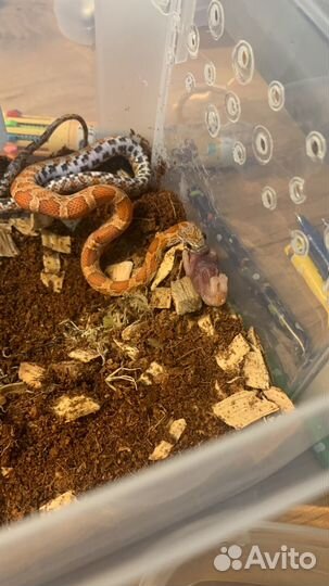 Маисовый полоз