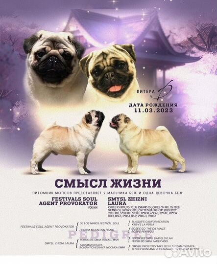 Щенок мопса