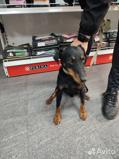 Ищу хозяина