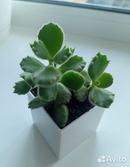 Суккуленты, сансевиерии, хавортия