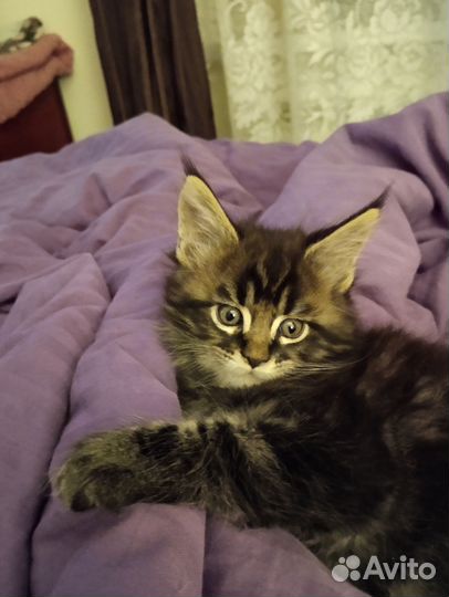 Котята