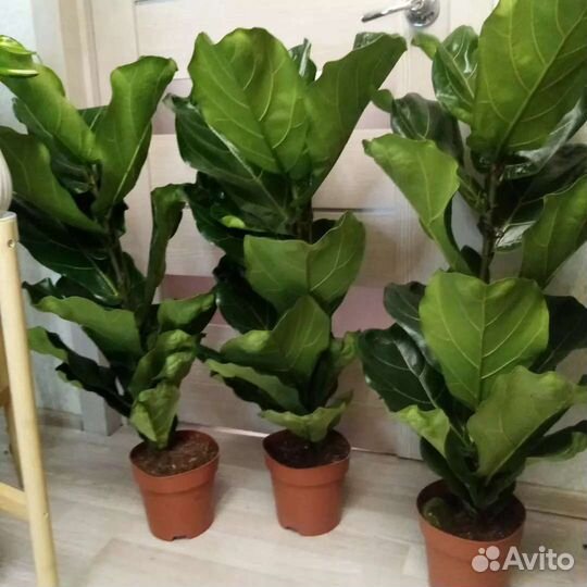 Комнатные растения цветы большие офисные