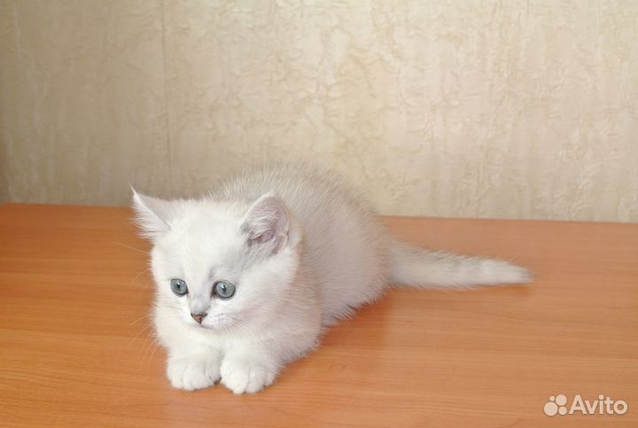 Британский котик