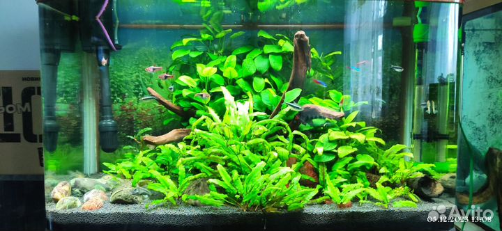Продаю рыб