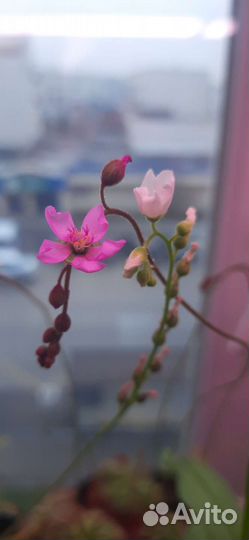 Росянка. Плотоядные растения