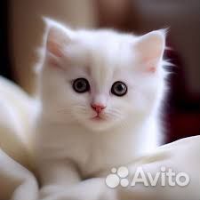 Белый котенок