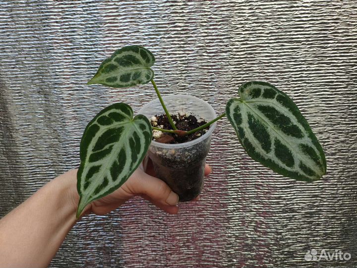 Антуриум хрустальный, Каладиумы, Калатеи