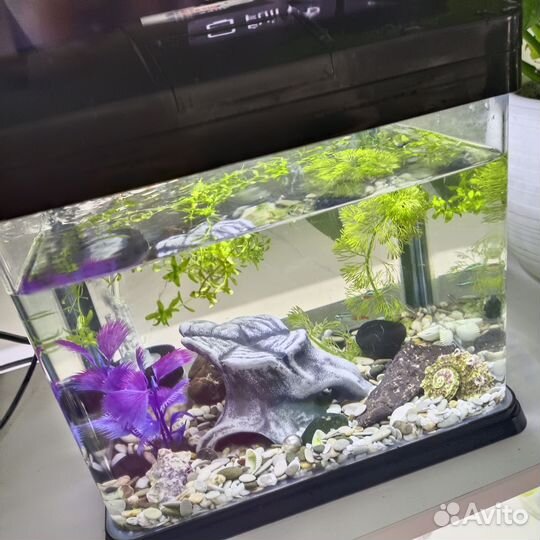 Аквариум с рыбками