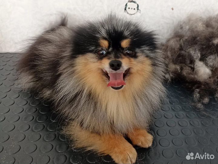 Вязка шпиц мини