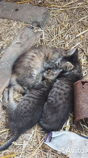 3 маленьких котенка