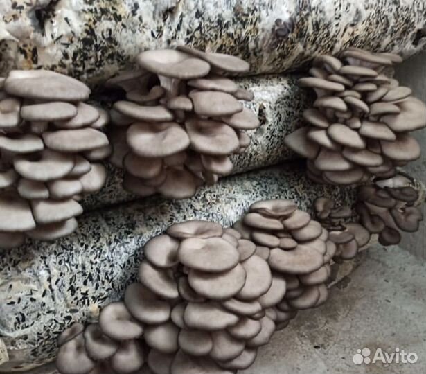 Вешенка свежая