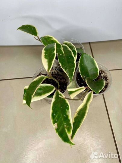 Хойя триколор,кримсон квин