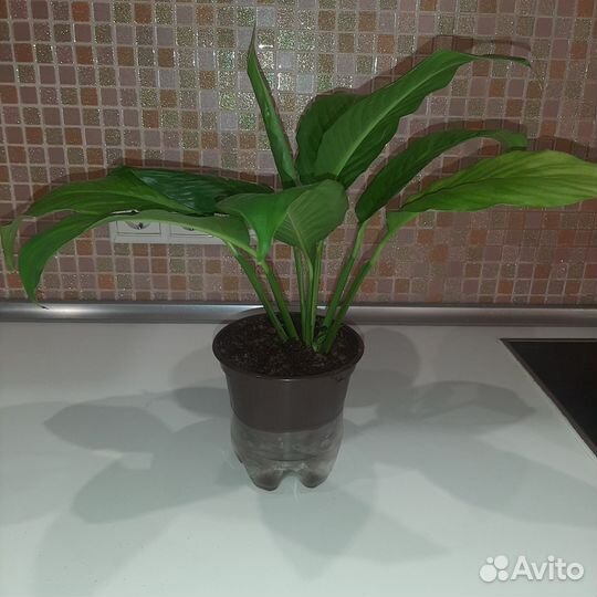 Спатифиллум