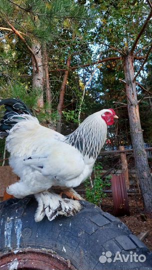 Петух Брама колумбийская