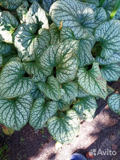 Брунера флокс ромашка