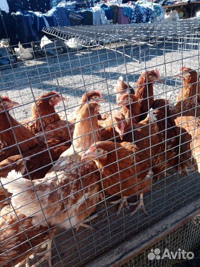 Куры молодки